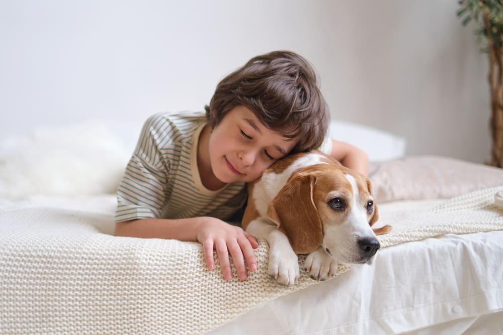 boy hugging beagle on bed