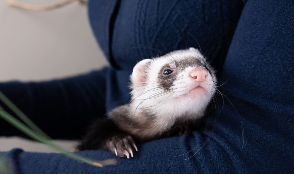 A ferret resting in person’s arms.