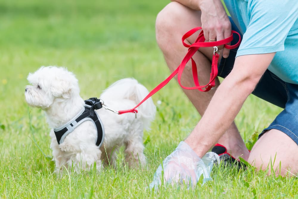 A man cleaning after dog in park.