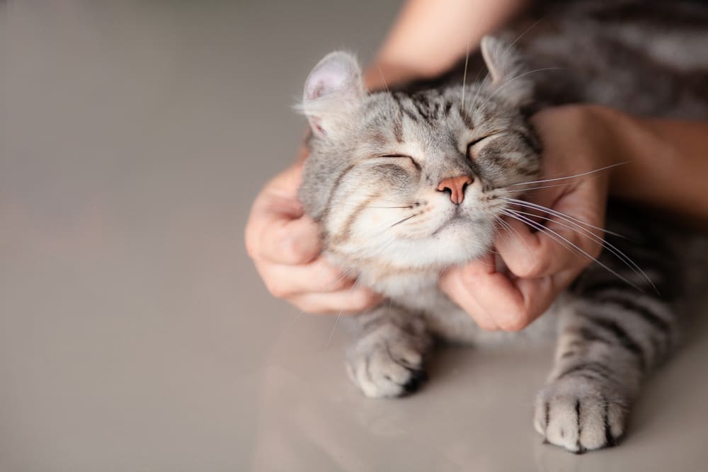 A cat getting pets.