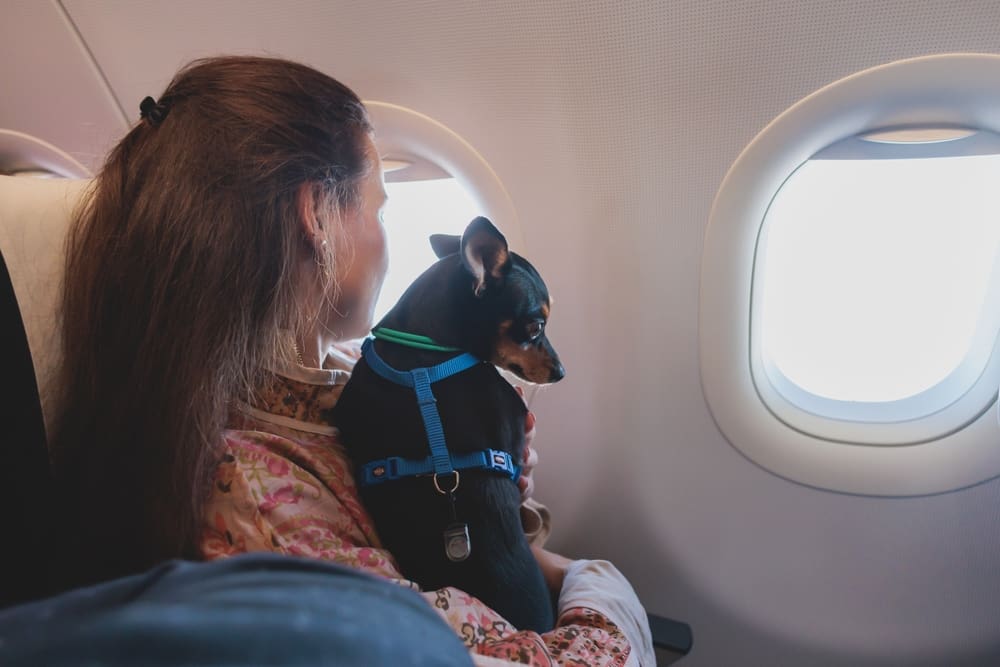 A woman and dog on a plane.