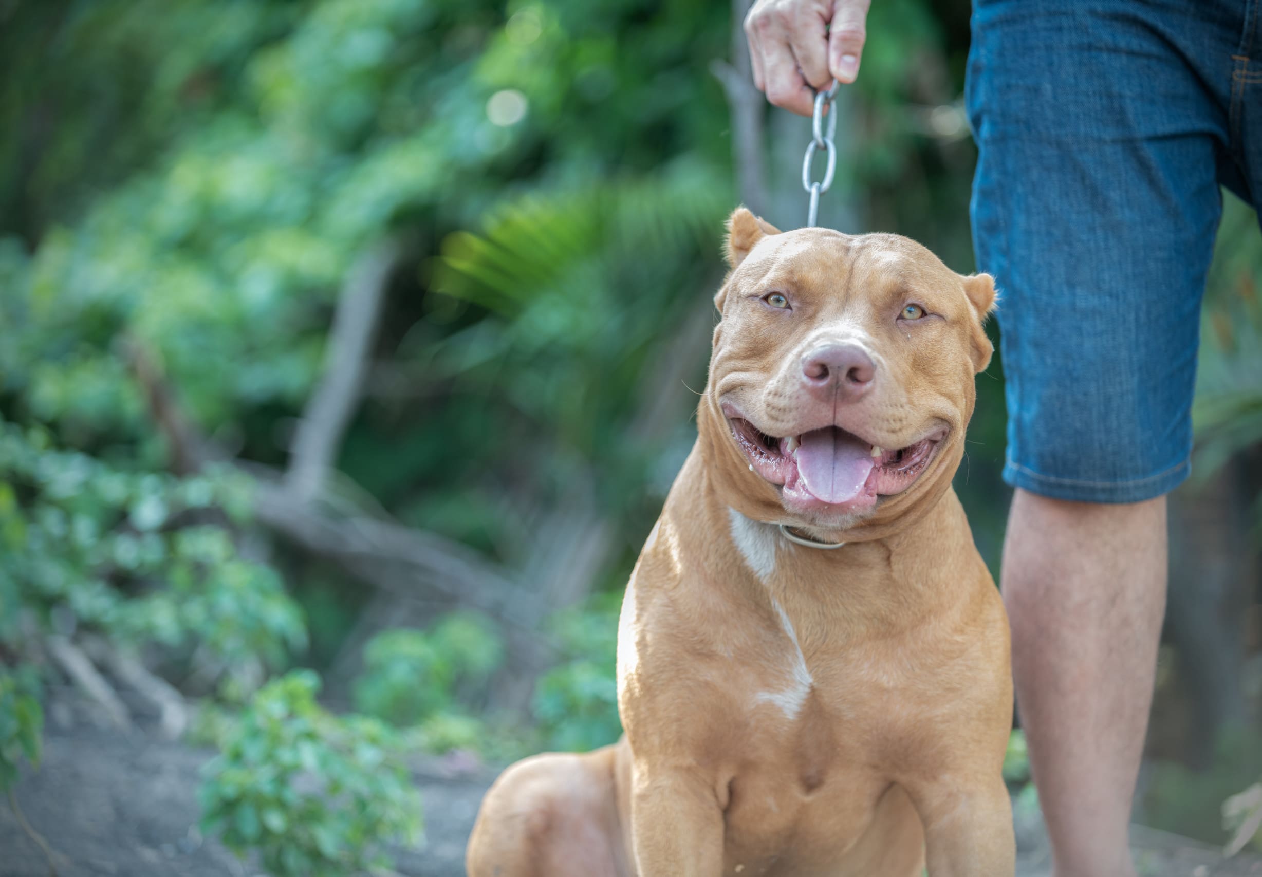 A purebred American pitbull terrier sitting next to its owner.