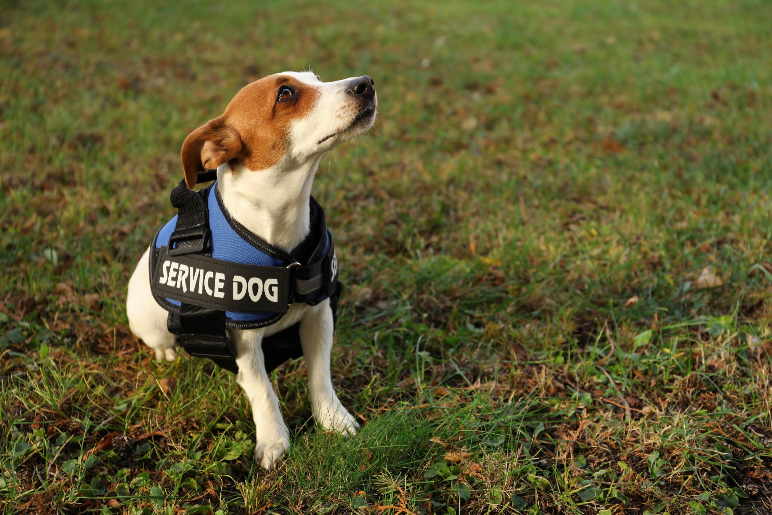 A Jack Russell terrier PTSD service dog sat outside in a field and wearing a service dog vest.