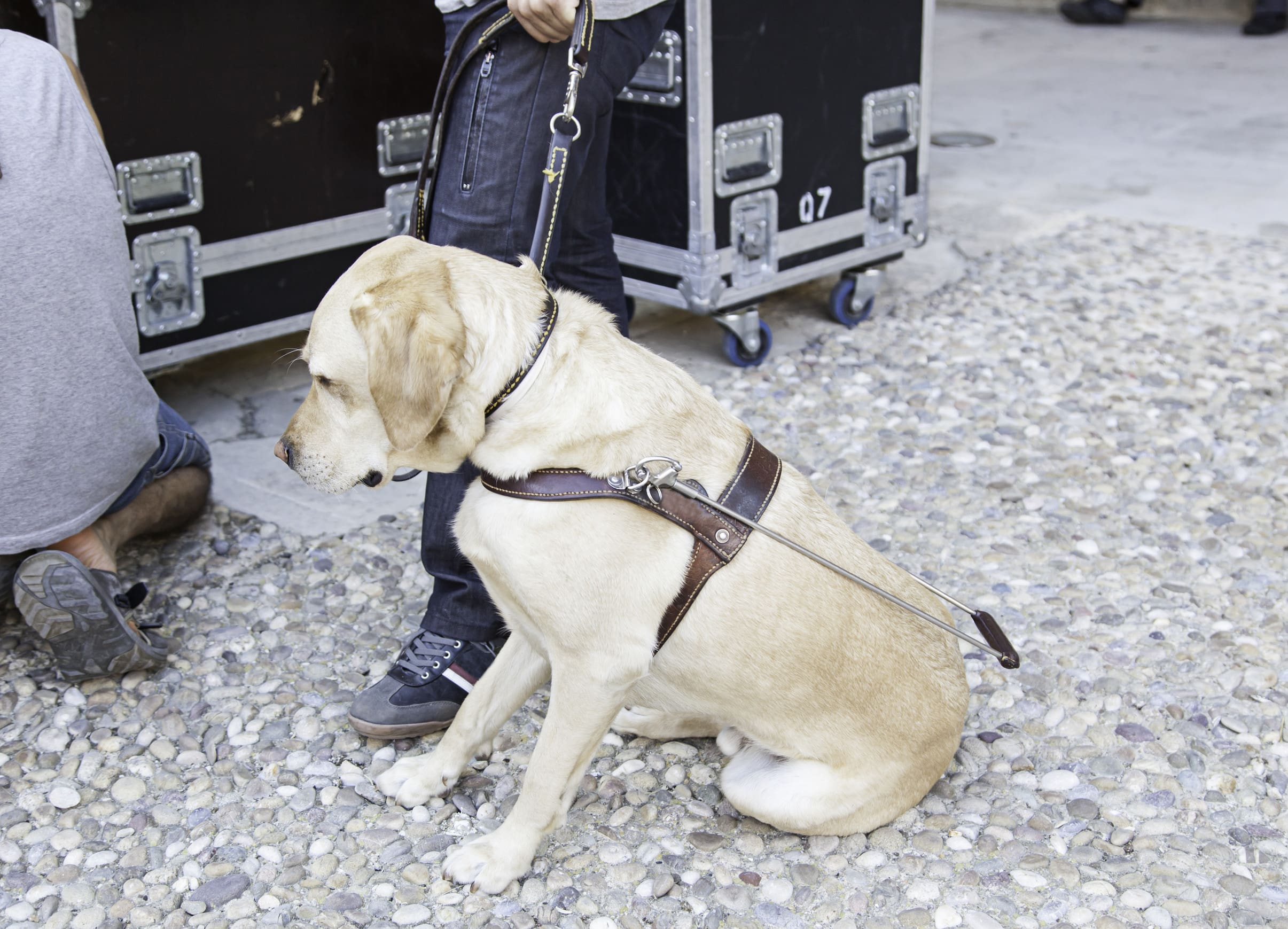A service dog for epilepsy sitting next to someone who's setting up a loud concert venue.