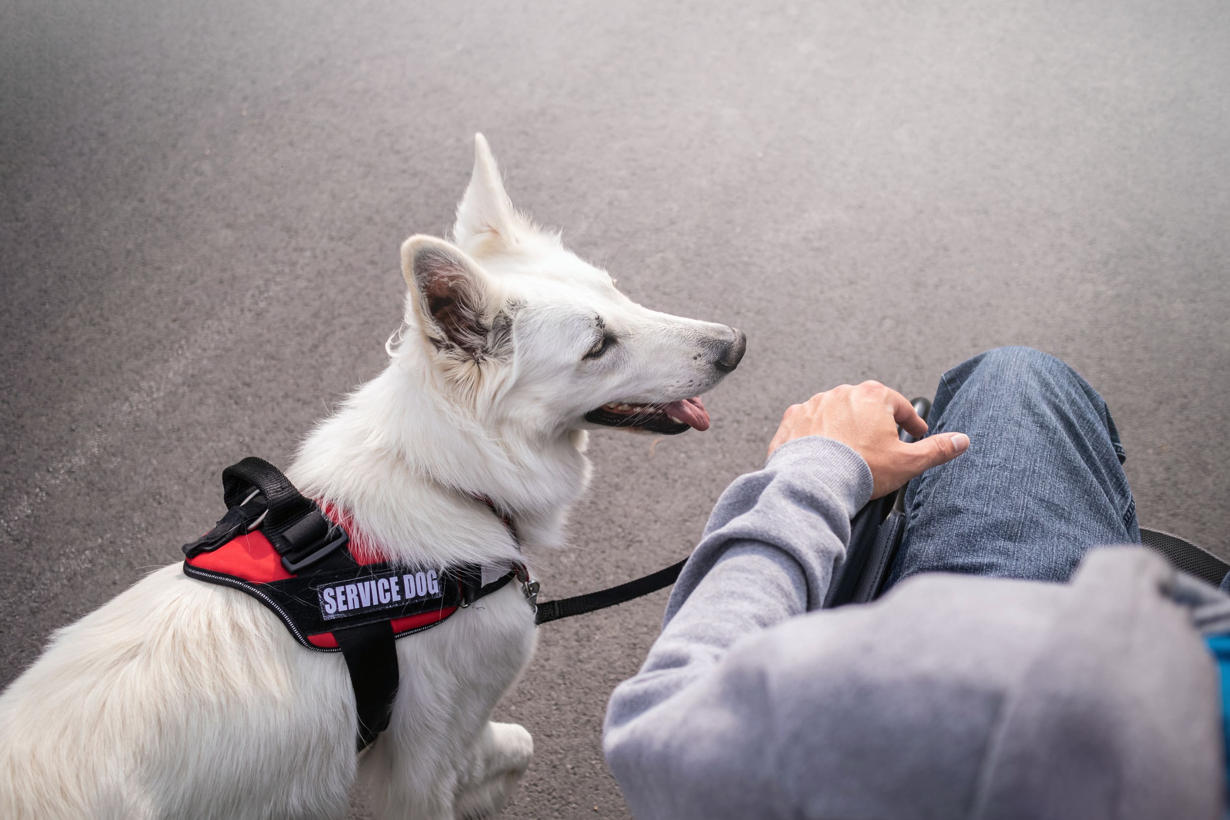A white service dog walking calmly beside a wheelchair user on a smooth pedestrian path.