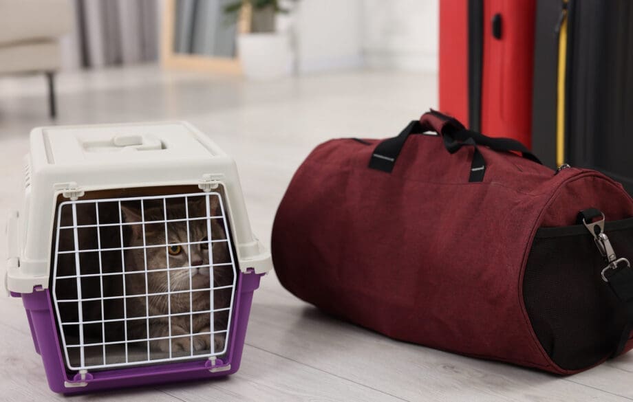 A cat inside a crate placed near a duffle bag, representing the right way of flying with a cat.