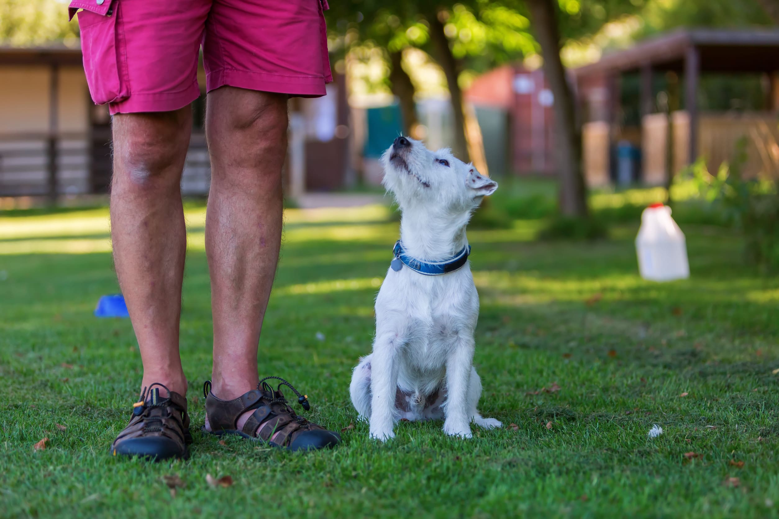 A therapy dog sitting and training outside with their owner.