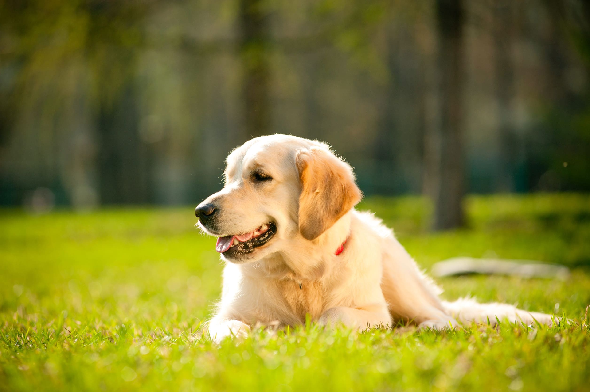 A golden retriever, one of the best dog breeds for emotional support, lying down on the grass.