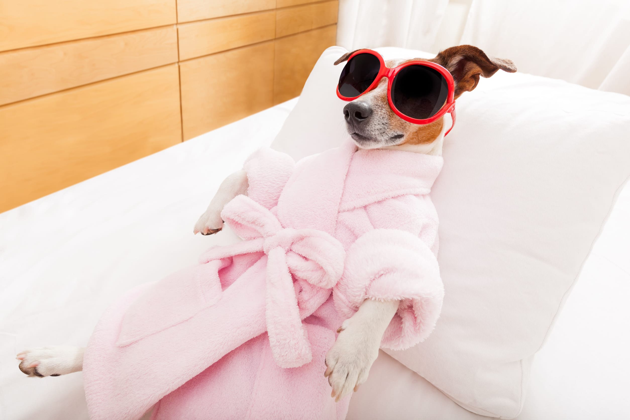 A Jack Russell terrier in a Motel 6 hotel bed, wearing a bathrobe and sunglasses.